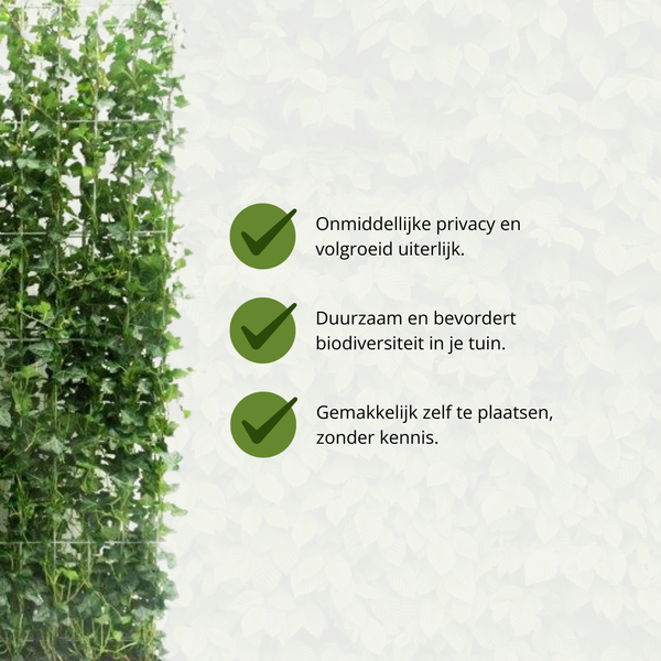 Hedera Hibernica | De perfecte Kant-en-Klaar Haag voor directe privacy