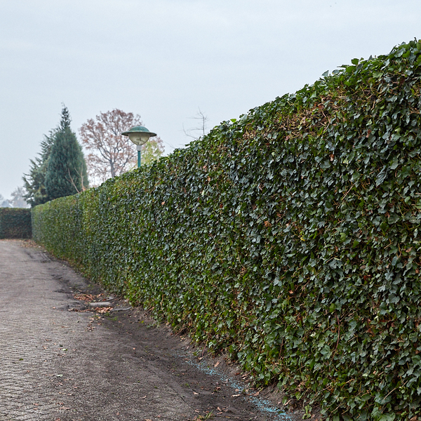 Hedera Hibernica | De perfecte Kant-en-Klaar Haag voor directe privacy