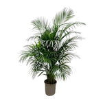 Areca palm - (Dypsis Lutescens) - 150 cm - ø24 cm | Palm