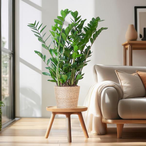 Zamioculcas Zamiifolia in Sofia mand naturel - 80cm - Ø21 cm | Robuuste ZZ-plant