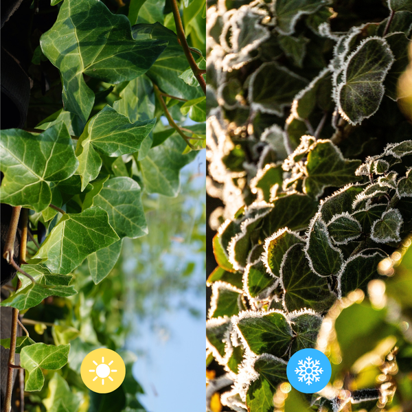 Hedera Hibernica | De perfecte Kant-en-Klaar Haag voor directe privacy