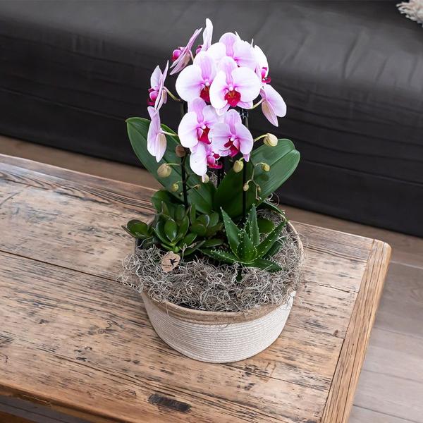 Orchidee | Roze Phalaenopsis orchidee - Niagara Fall - potmaat Ø9cm