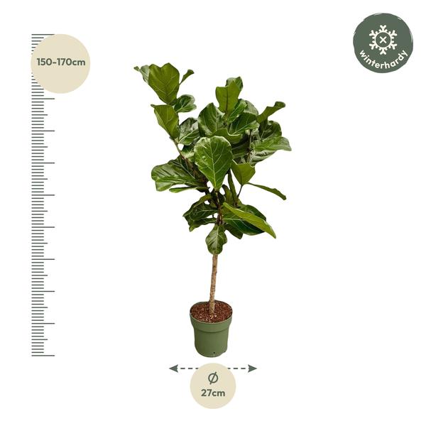 Ficus Lyrata Stam - 150 cm - Ø27 cm