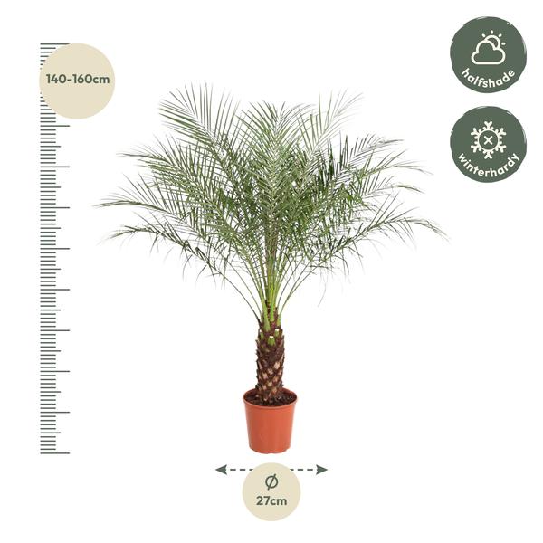 Phoenix Roebelenii - 150 cm - ø27 cm | Dadelpalm voor binnen en buiten
