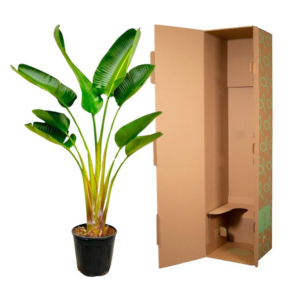 Strelitzia Augusta - 160 cm - Ø24 cm | Strelitzia - Kamerplanten