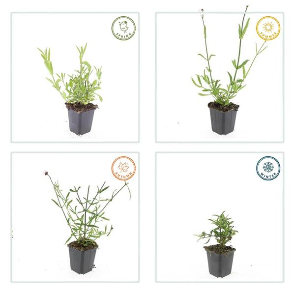 Verbena Bonariensis - IJzerhard | Tuinplant - Ø9 cm
