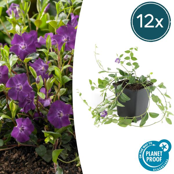 Vinca minor 'Atropurpurea' | Bodembedekker met Paarse Bloemen