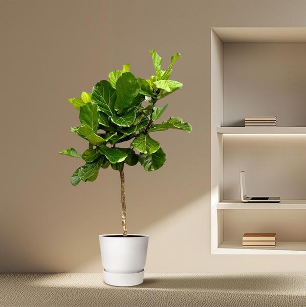 Ficus Lyrata Boom XXL - 210 cm - Ø40 cm