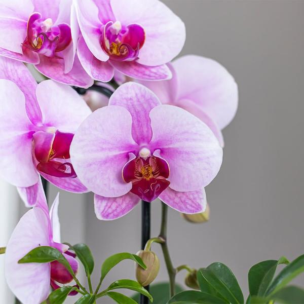 Orchidee | Roze Phalaenopsis orchidee - Niagara Fall - potmaat Ø9cm