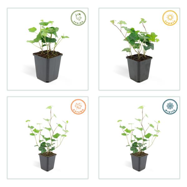 Hedera Hibernica | De ideale klimop voor elke tuin