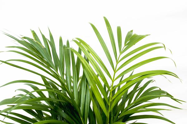 Areca palm - (Dypsis Lutescens) - 150 cm - ø24 cm | Palm