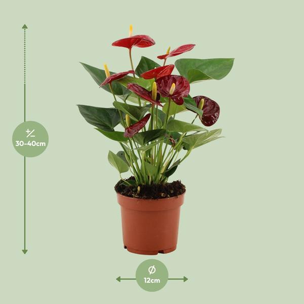 Anthurium Calon - 36 cm - Ø12 cm | Flamingobloem - Kamerplant