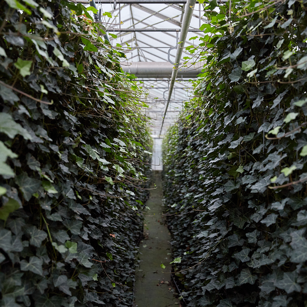 Hedera Hibernica | De perfecte Kant-en-Klaar Haag voor directe privacy