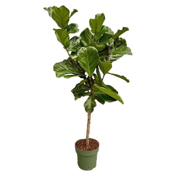 Ficus Lyrata Stam - 150 cm - Ø27 cm