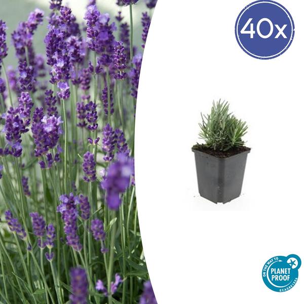 Lavendel | Lavandula angustifolia ‘Dwarf Blue’ – Geurende Lavendel