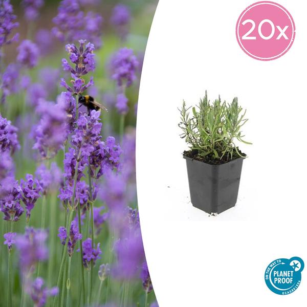 Lavendel | Lavandula angustifolia 'Munstead' – Geurende Bloemen