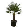 Chamaerops Humilis op stam (Dwergpalm) - 150 cm - Ø45 cm | Palm