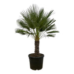 Chamaerops Humilis op stam (Dwergpalm) - 150 cm - Ø45 cm | Palm