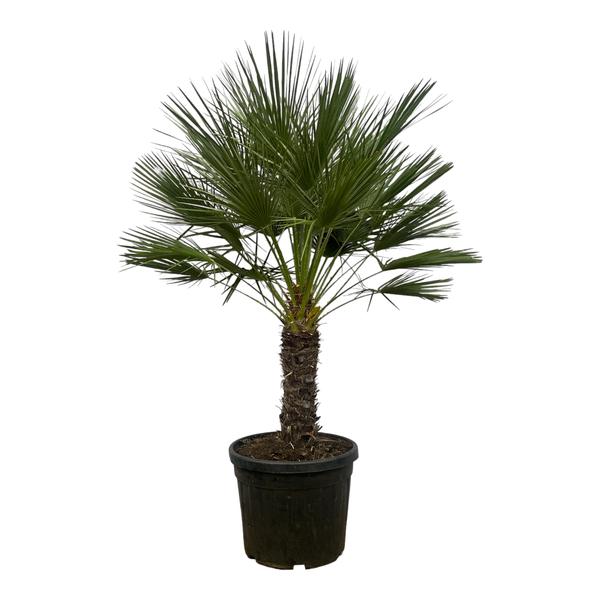 Chamaerops Humilis op stam (Dwergpalm) - 150 cm - Ø45 cm | Palm