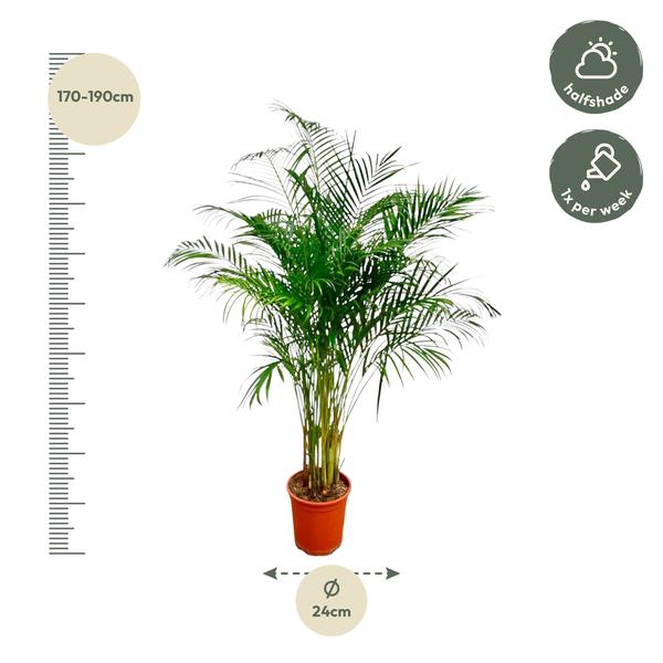 Areca Palm - (Dypsis Lutescens) - 170 cm - ø24 cm | Grote kamerplanten