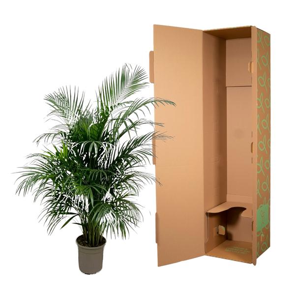 Areca palm - (Dypsis Lutescens) - 150 cm - ø24 cm | Palm