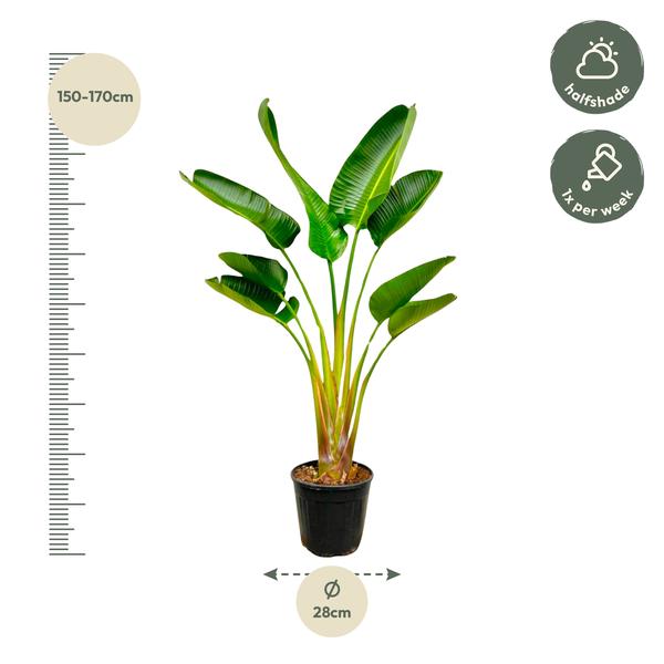 Strelitzia Augusta - 160 cm - Ø24 cm | Strelitzia - Kamerplanten
