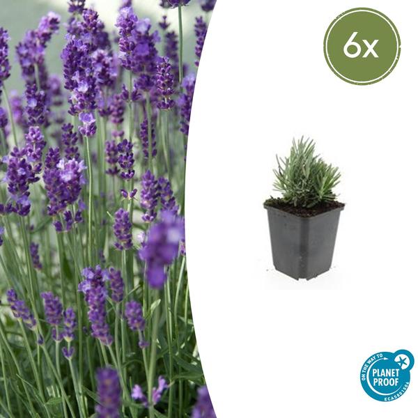 Lavendel | Lavandula angustifolia ‘Dwarf Blue’ – Geurende Lavendel