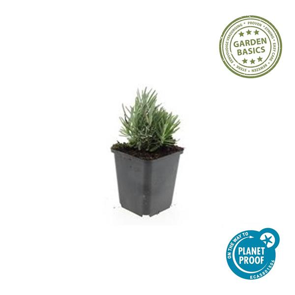Lavendel | Lavandula angustifolia ‘Dwarf Blue’ – Geurende Lavendel