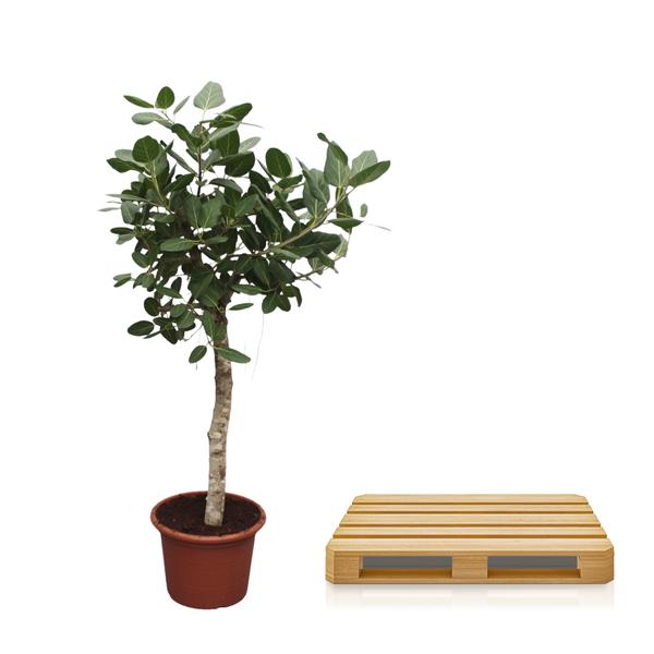 Ficus Benghalensis boom - 200 cm - ø50 cm | Ficus - Grote Kamerplant