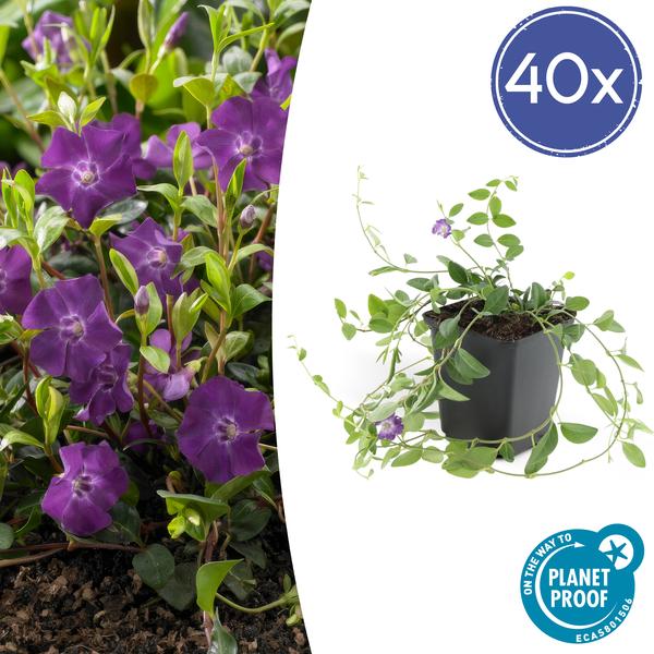 Vinca minor 'Atropurpurea' | Bodembedekker met Paarse Bloemen