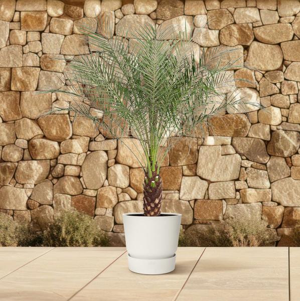 Phoenix Roebelenii - 150 cm - ø27 cm | Dadelpalm voor binnen en buiten