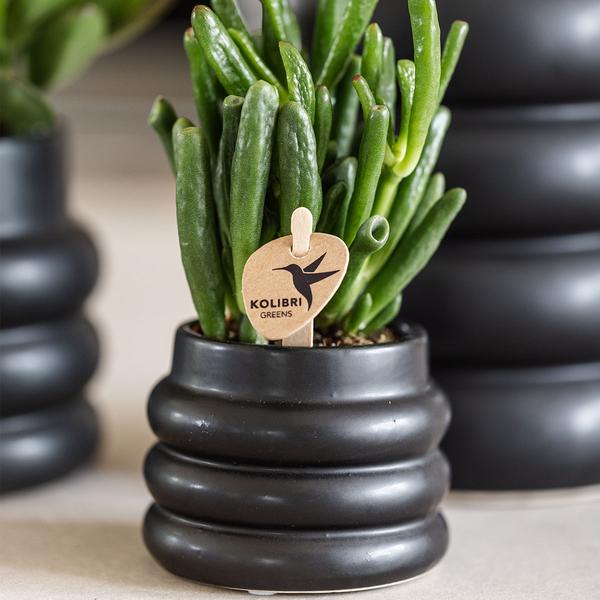 Kolibri Home | Bubble black - Ø6cm en Ø9cm - Stijlvolle pot