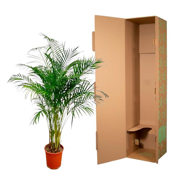 Areca Palm - (Dypsis Lutescens) - 170 cm - ø24 cm | Grote kamerplanten