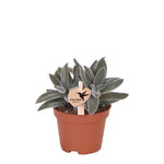Succulent Crassula Tarantula in Ø6 cm pot met compacte groei.