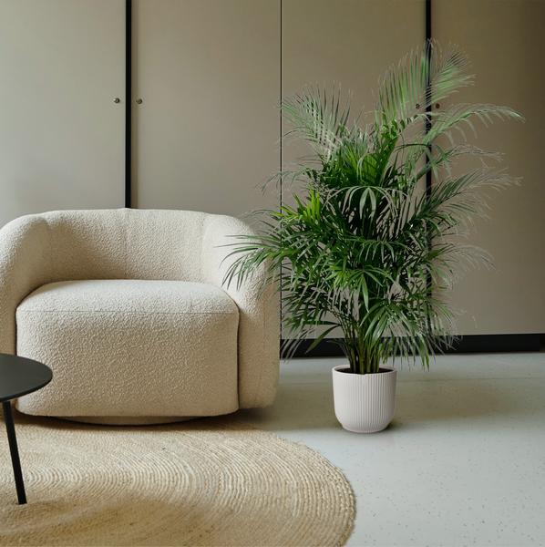 Areca palm - (Dypsis Lutescens) - 150 cm - ø24 cm | Palm