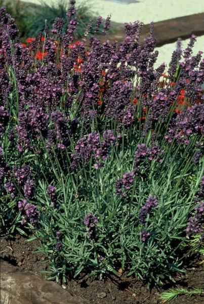 Lavendel | Lavandula angustifolia 'Munstead' – Geurende Bloemen