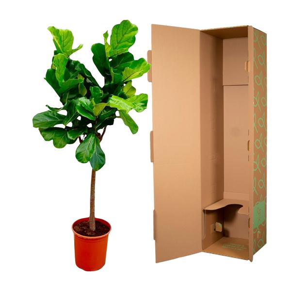 Ficus Lyrata boom - 160 cm of 180 cm - Ø30 cm | Ficus - Kamerplanten