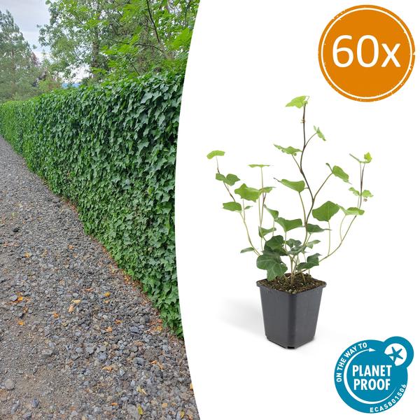 Hedera Hibernica | De ideale klimop voor elke tuin