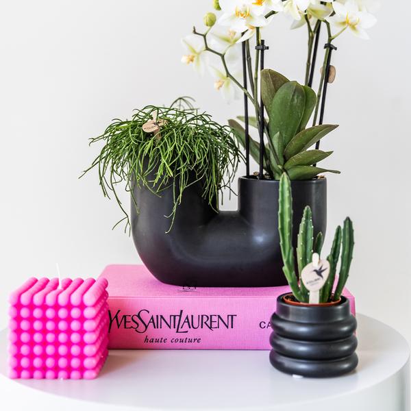 Kolibri Home | Bubble black - Ø6cm en Ø9cm - Stijlvolle pot