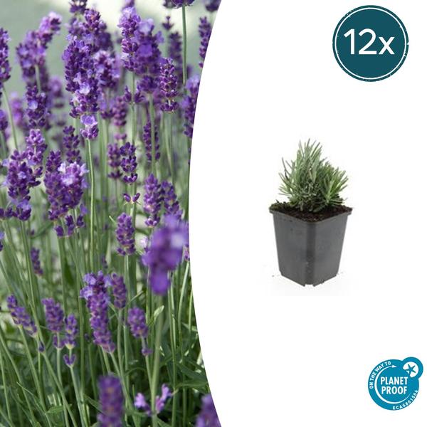Lavendel | Lavandula angustifolia ‘Dwarf Blue’ – Geurende Lavendel