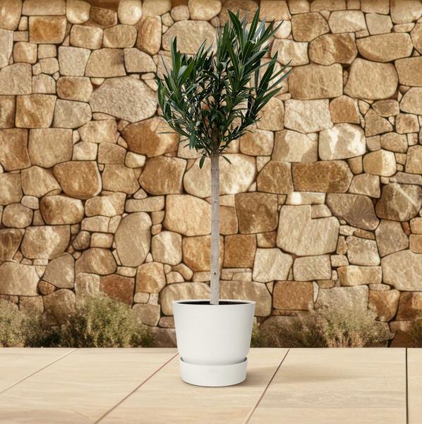 Nerium Oleander op stam met roze bloem - 170cm en 200cm