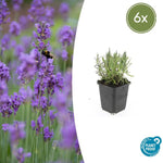 Lavendel | Lavandula angustifolia 'Munstead' – Geurende Bloemen