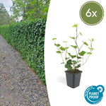 Hedera Hibernica | De ideale klimop voor elke tuin