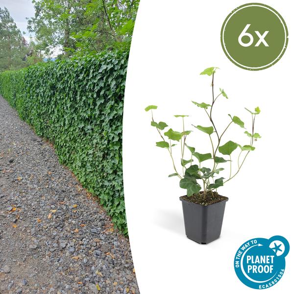 Hedera Hibernica | De ideale klimop voor elke tuin