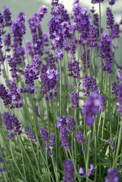 Lavendel | Lavandula angustifolia ‘Dwarf Blue’ – Geurende Lavendel