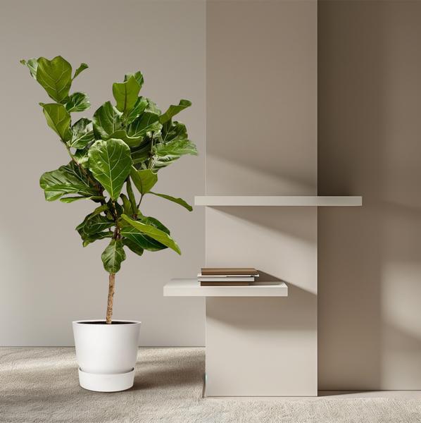 Ficus Lyrata Stam - 150 cm - Ø27 cm