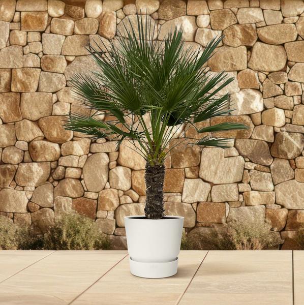 Chamaerops Humilis op stam (Dwergpalm) - 150 cm - Ø45 cm | Palm