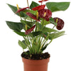 Anthurium Calon - 36 cm - Ø12 cm | Flamingobloem - Kamerplant