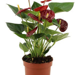 Anthurium Calon - 36 cm - Ø12 cm | Flamingobloem - Kamerplant