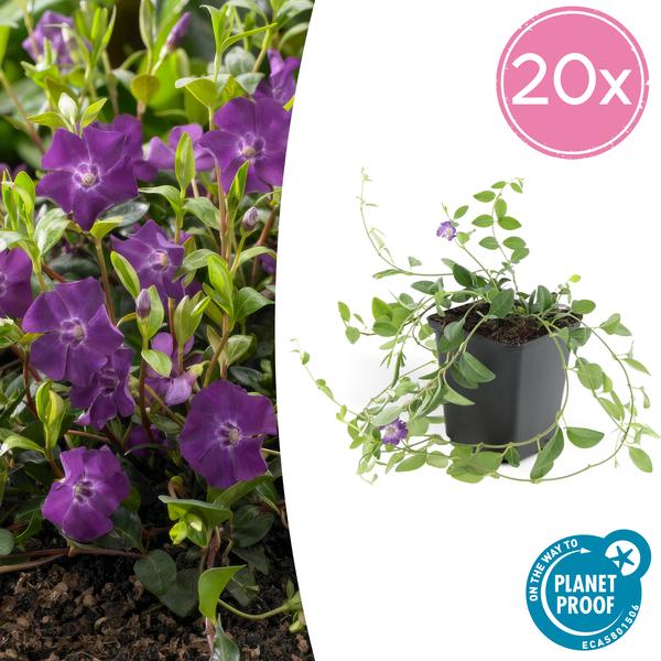 Vinca minor 'Atropurpurea' | Bodembedekker met Paarse Bloemen